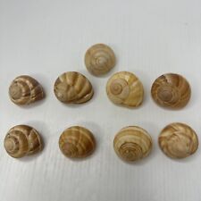 nautilus sea shell for sale  Van