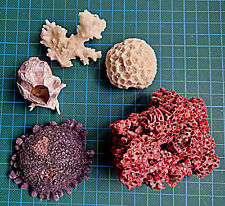 Rote röhren korallen gebraucht kaufen  MH-Saarn,-Selbeck,-Mintard