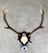 mounted antlers for sale  UK