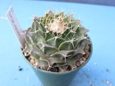 OBREGONIA DENEGRII 5.4CM CACTUS PLANT for sale  Shipping to South Africa