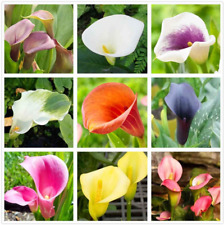 Calla lily mix for sale  New York