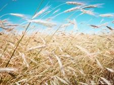 100 common barley for sale  Canton