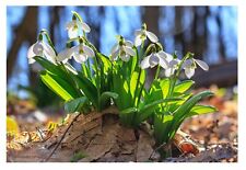 Single snowdrop bulbs for sale  CRAWLEY