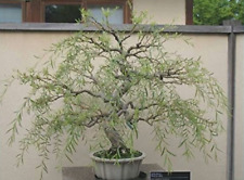 Bonsai tree dragon for sale  USA