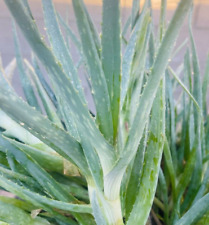 Purificador de ar medicinal Aloe Houseplant interno verificado pela NASA, usado comprar usado  Enviando para Brazil