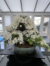 Azalea satsuki bonsai for sale  GREENHITHE