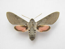 Sphingidae hyles evening for sale  Shipping to United Kingdom