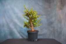 Dwarf jade pre for sale  North Fort Myers