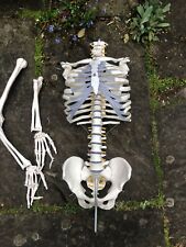 Various bones parts for sale  COLCHESTER