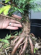 Large yew bonsai for sale  LIVERPOOL