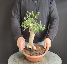 Pre bonsai olivastro usato  San Pancrazio Salentino