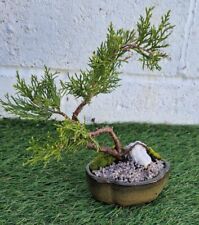 Chinese juniper bonsai for sale  PEVENSEY