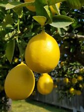 meyer lemons for sale  Winter Park