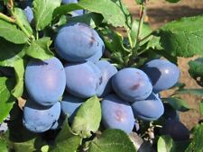 Serbian plum tree for sale  Shipping to Ireland