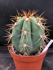 Validus cactus piante usato  Massafra