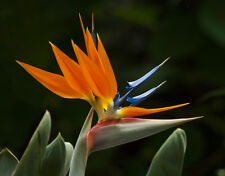 Crane flower plant for sale  Miami