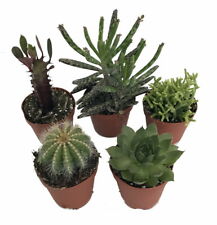 cactus plants pots for sale  Wadsworth