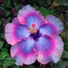Seeds blue pink for sale  Goldsboro