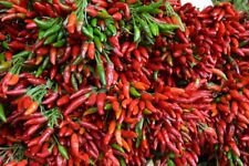 Etna rote chili gebraucht kaufen  Bayreuth