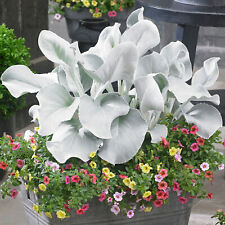 Senecio angel wings for sale  UK