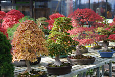Mixed bonsai tree for sale  STRABANE