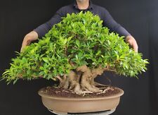 Bonsai esemplare ficus usato  San Pancrazio Salentino