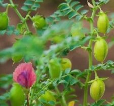 Chick pea cicer for sale  Houston