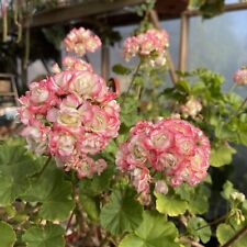 Pelargonium appleblossom roseb for sale  Spartansburg
