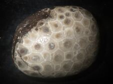 Unpolished Petoskey Stone 10.7 oz for sale  Shipping to South Africa