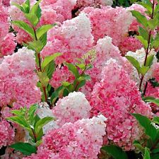 Hydrangea paniculata vanille for sale  MARCH