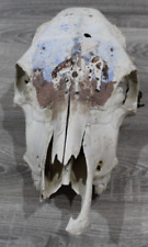 Cow skull taxidermy for sale  Victor