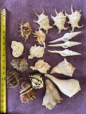Beautiful seashells various for sale  Mckinney