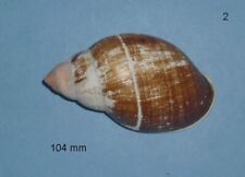 Placostylus fibratus souvillei d'occasion  Sanary-sur-Mer