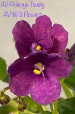 African violet polevye for sale  North Brookfield