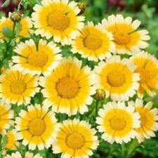 Garland daisy seeds for sale  Berwyn