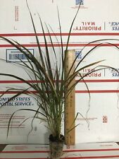 Red fountain grass for sale  Jacksonville Beach