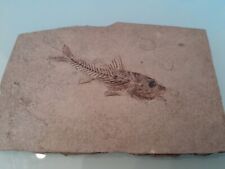 Fossile pesce. smerdis usato  Collegno