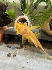 Albino bristlenose plecos d'occasion  Expédié en Belgium