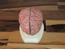 Functional Heavy BRAIN Anatomical Model on STAND CLEAN Doctor Use Excellent for sale  Shipping to South Africa