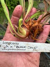 Sarracenia black jaw for sale  RUGBY