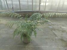 Tree fern 17cm for sale  HAILSHAM