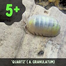 Quartz . isopods for sale  BRISTOL