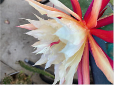 Selling collection epiphyllum for sale  Orange