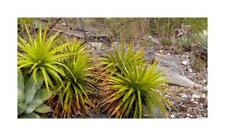 Used, 10x Hechtia Liebmannii - Hechtia Tehuacana Bromeliad Garden Plants - Seeds ID575 for sale  Shipping to South Africa