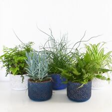 Mixed houseplant tender for sale  IPSWICH