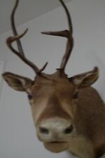Caribou wall mount for sale  Hanover