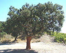 Cork oaks quercus for sale  ST. ASAPH