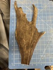Real fallow antler for sale  Leander