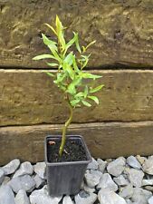 Salix matsudana tortuosa for sale  UK