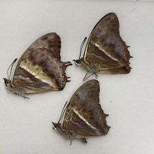 Butterfly - Charaxes cynthia - Pair + extra male - Bwindi Forest, Uganda for sale  Shipping to South Africa
